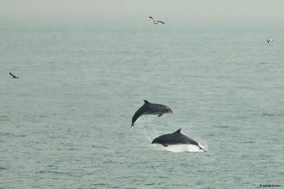 Dolphin tours on Anna Maria